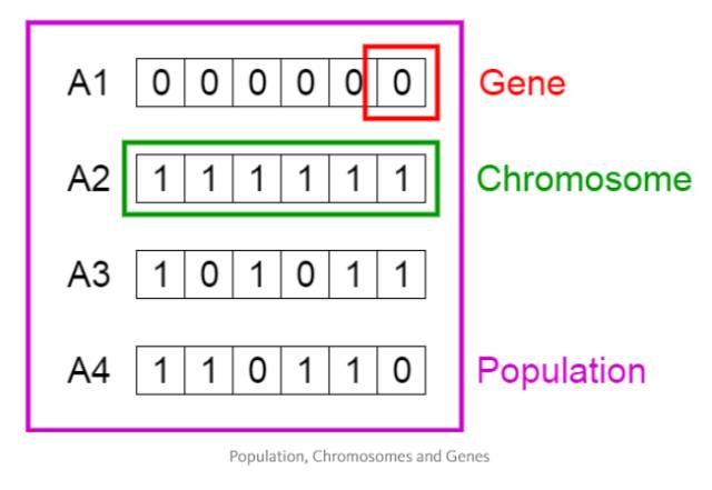 种群，染色体和基因